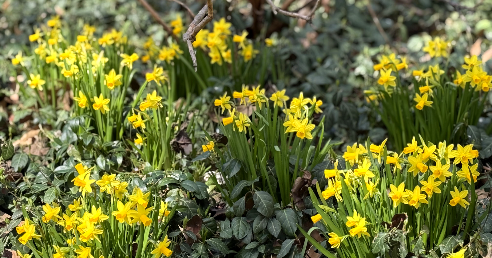 Spring daffodils in Central Park, New York City